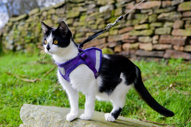 Katze an der Leine führen: Mit diesen Expertentipps klappt’s